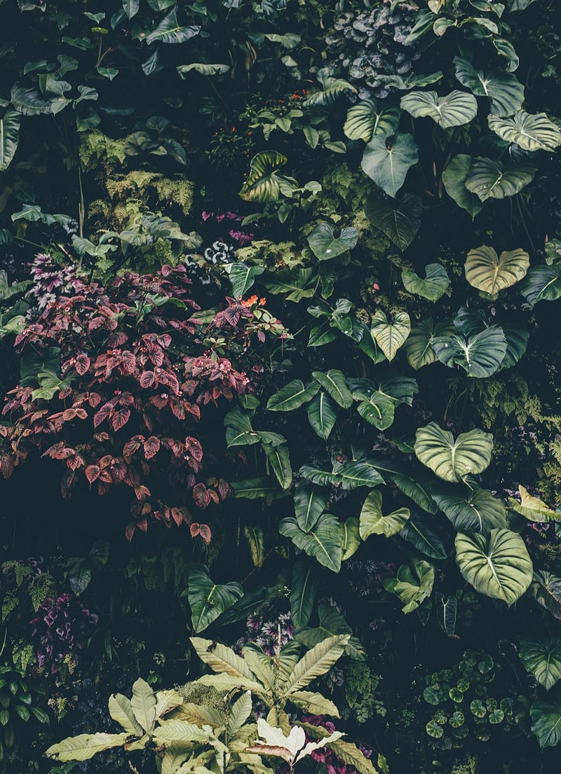 Enchanting Botanicals
