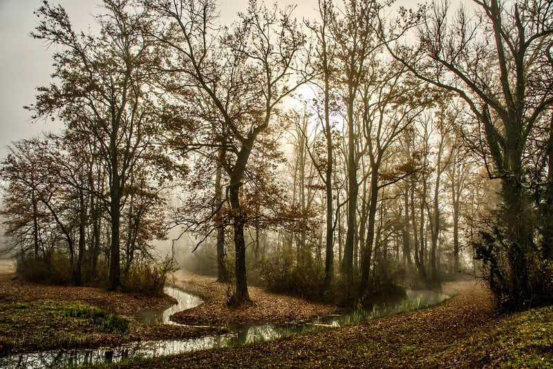 Enchanted Pathway